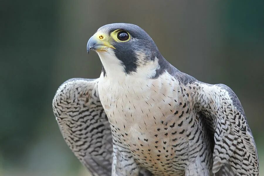 сокол пустельга степная. дербник пустельга. хищная птица отряда соколиных. хищная птица отряда соколиных. хищная птица отряда соколиных.