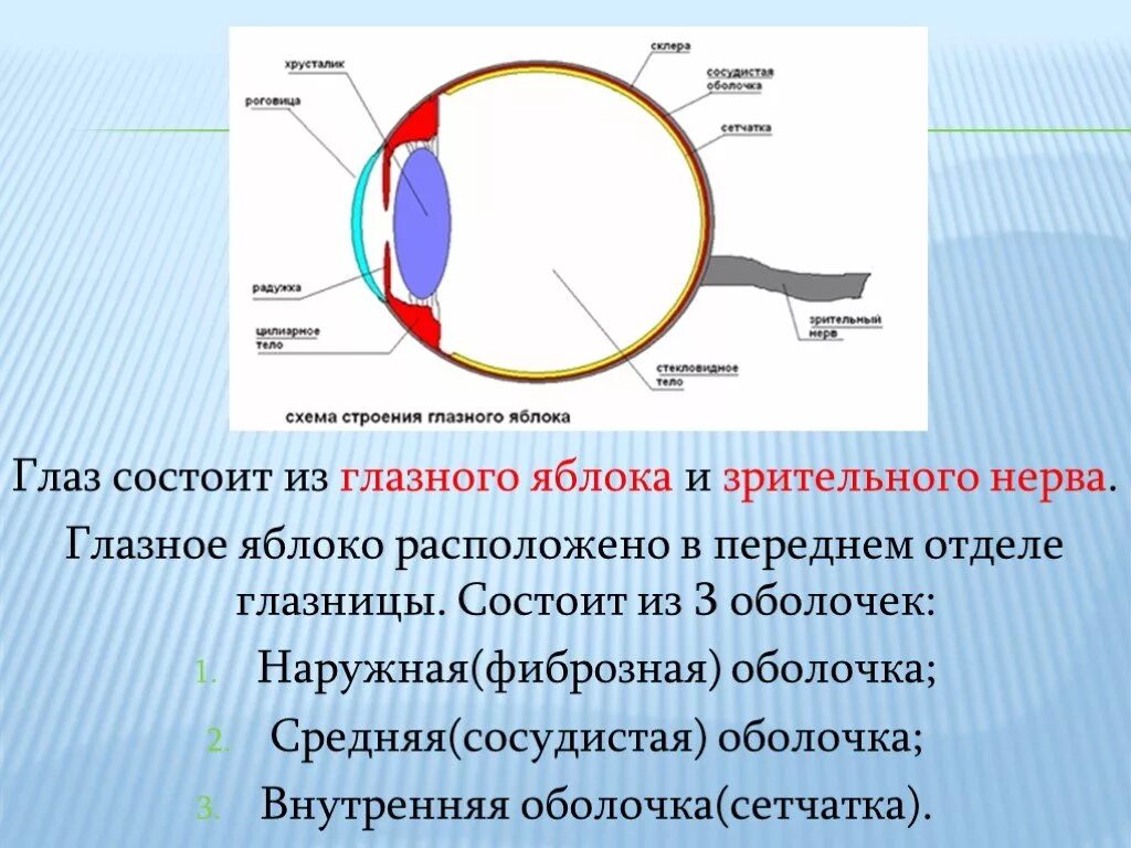 Строение зрительного анализатора глазное яблоко. Оболочки глазного яблока строение и функции. Зрительная сенсорная система строение глазного яблока. Строение зрительной сенсорной системы. Перечислите оболочки глазного яблока и их функции