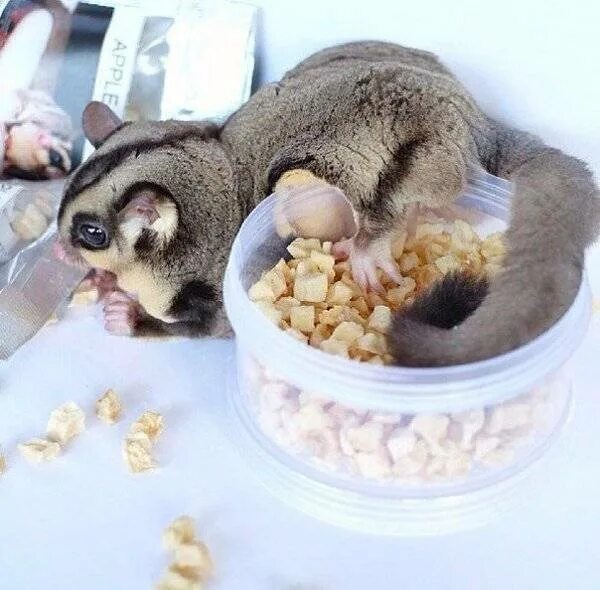 Корм для летяг. Сахарный поссум. Белка летяга дегу. Как ухаживать за белкой летягой. Обыкновенная летяга домашняя.