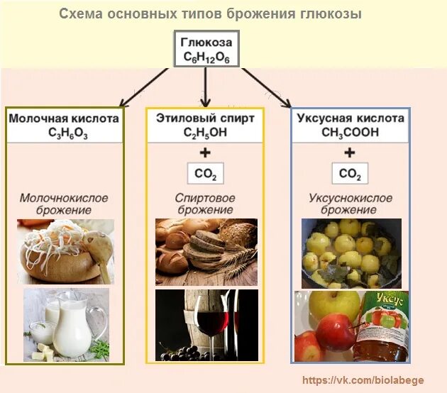 Дрожжи используются человеком для производства кисломолочных. Процесс брожения схема. Конечные продукты брожения микробиология. Типы брожения микробиология таблица. Продукты молочнокислого брожения Глюкозы.