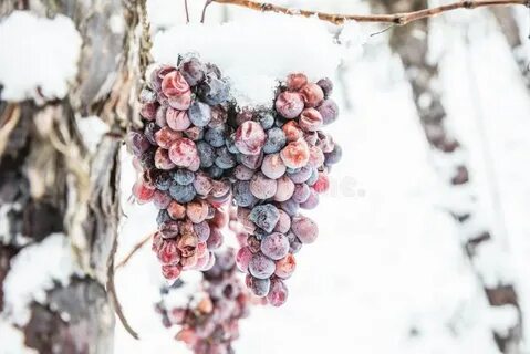 Ледяной виноград