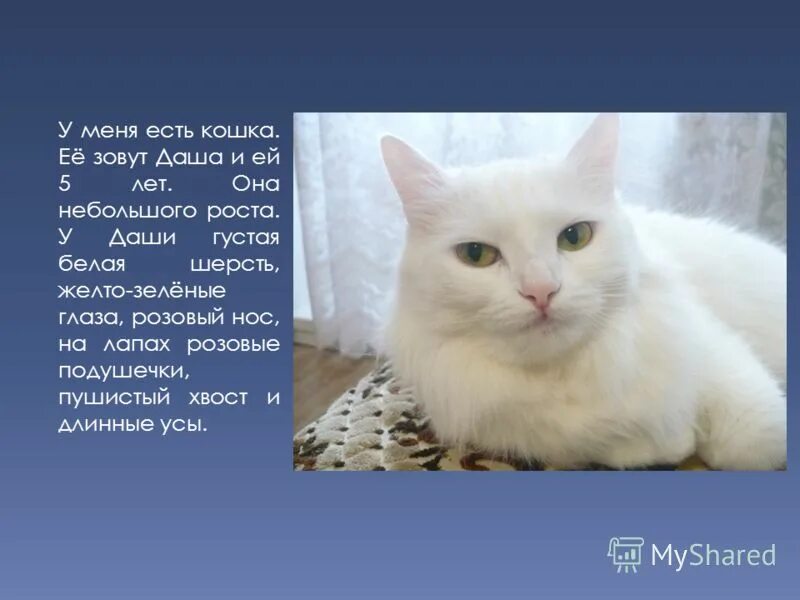 I have got a cat произношение. разказ про кошу на англискомязыке. Cat на английском. у меня есть кошка перевод на английский. рассказ о животном на английском языке.