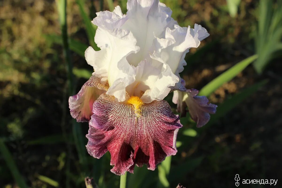 Iris mine