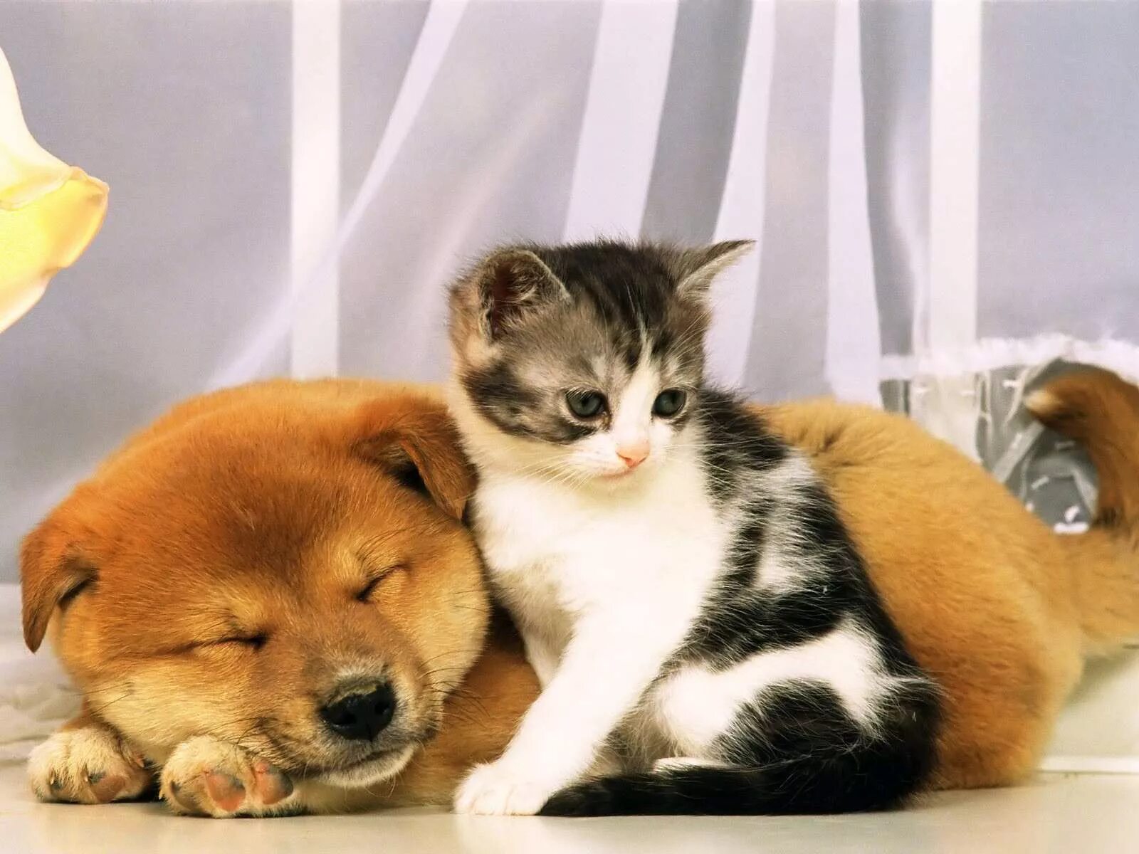 Kitty and Buttons are Best Friends Kittens and puppies, Puppies, Dog cat