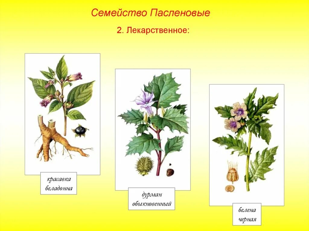 Особенности внешнего строения пасленовых. Пасленовые лекарственные растения. лекарственные растения семейства пасленовых. двудольные семейство паслёновые. семейства покрытосеменных растений пасленовые.