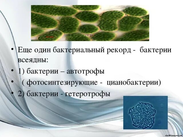 Фототрофы и хемотрофы. Синезеленые цианобактерии. Цианобактерии это автотрофы. Цианобактерии железобактерии серобактерии. Цианобактерии хлорофилл.