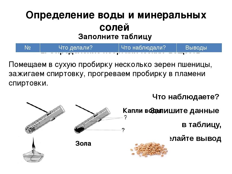 Опыт обнаружение воды. Лабораторная работа по биологии. Лабораторная работа химический состав клетки. Обнаружение органических и Минеральных веществ в семенах.