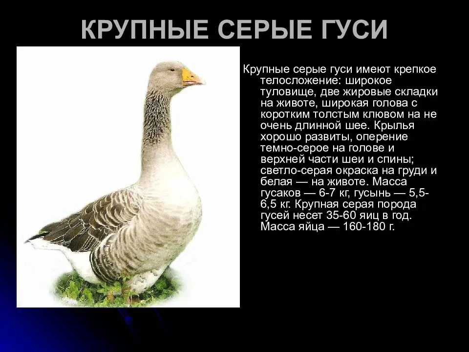 Как можно назвать гуся девочку