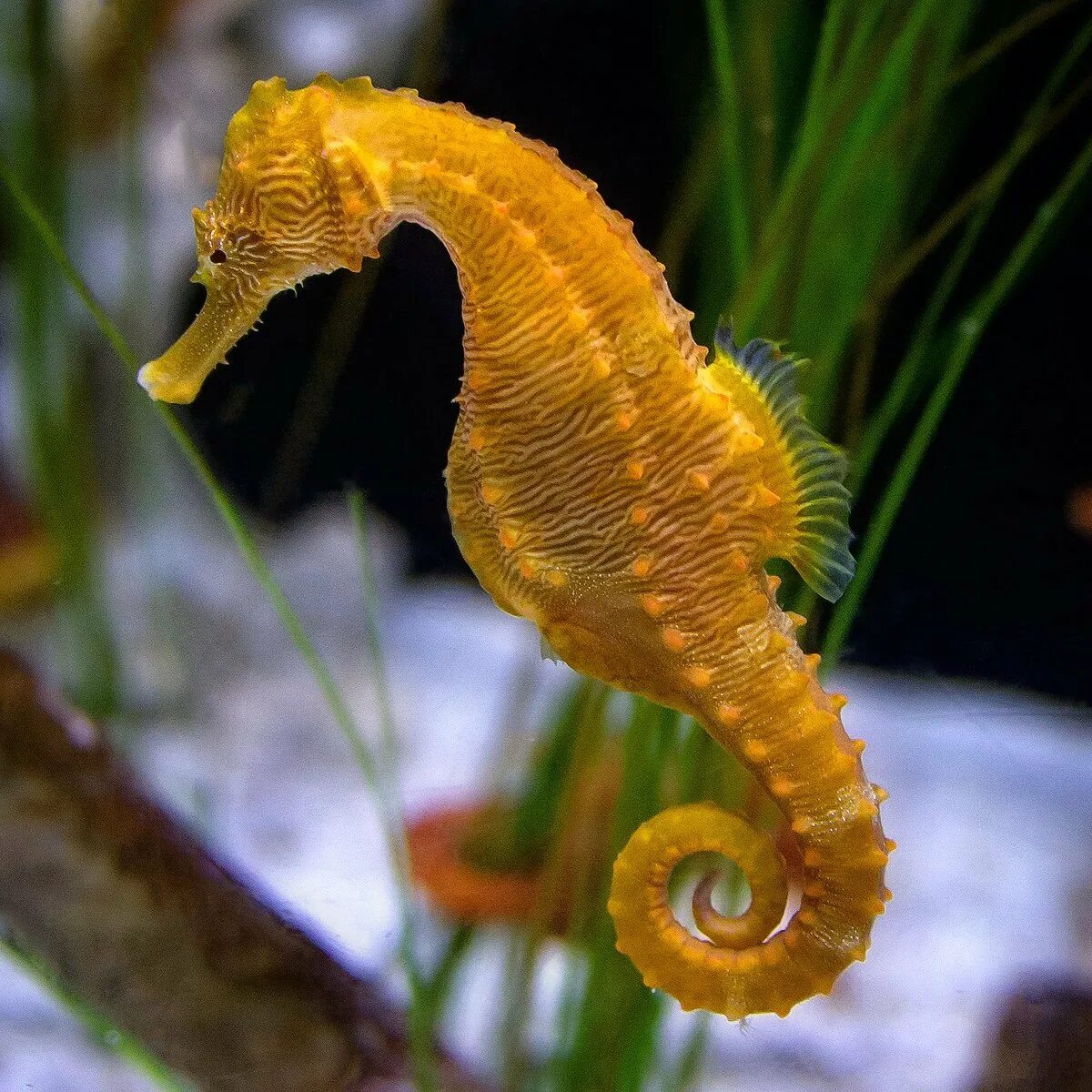 Морской конек живой. Длиннорылый морской конёк. Морской конёк (Hippocampus guttulatus). Морской конек (Hippocampus Hippocampus). Длиннорылый морской конёк Черноморский.