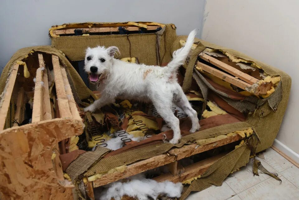 Хозяин вещи