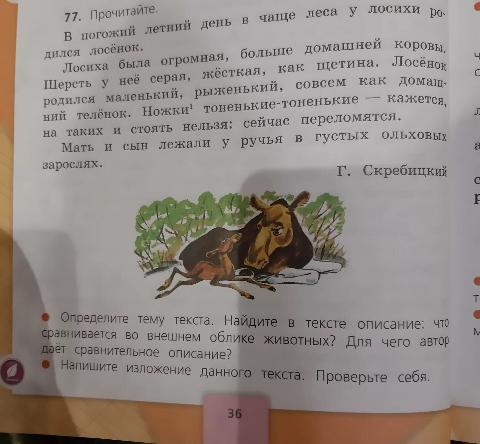 Изложение 3 класс по русскому лось. Изложение 4 класс. Упражнение 77 страница 36 изложение. Русский язык 4 класс классные изложения. План изложения по русскому языку 4 лосиха и лосенок.