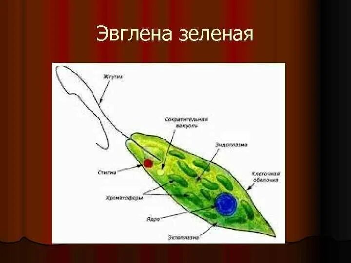 Состав эвглены зеленой. Клеточная стенка эвглены. эвглена зеленая строение пелликула. эвглена зеленая строение. пелликула у эвглены зеленой.