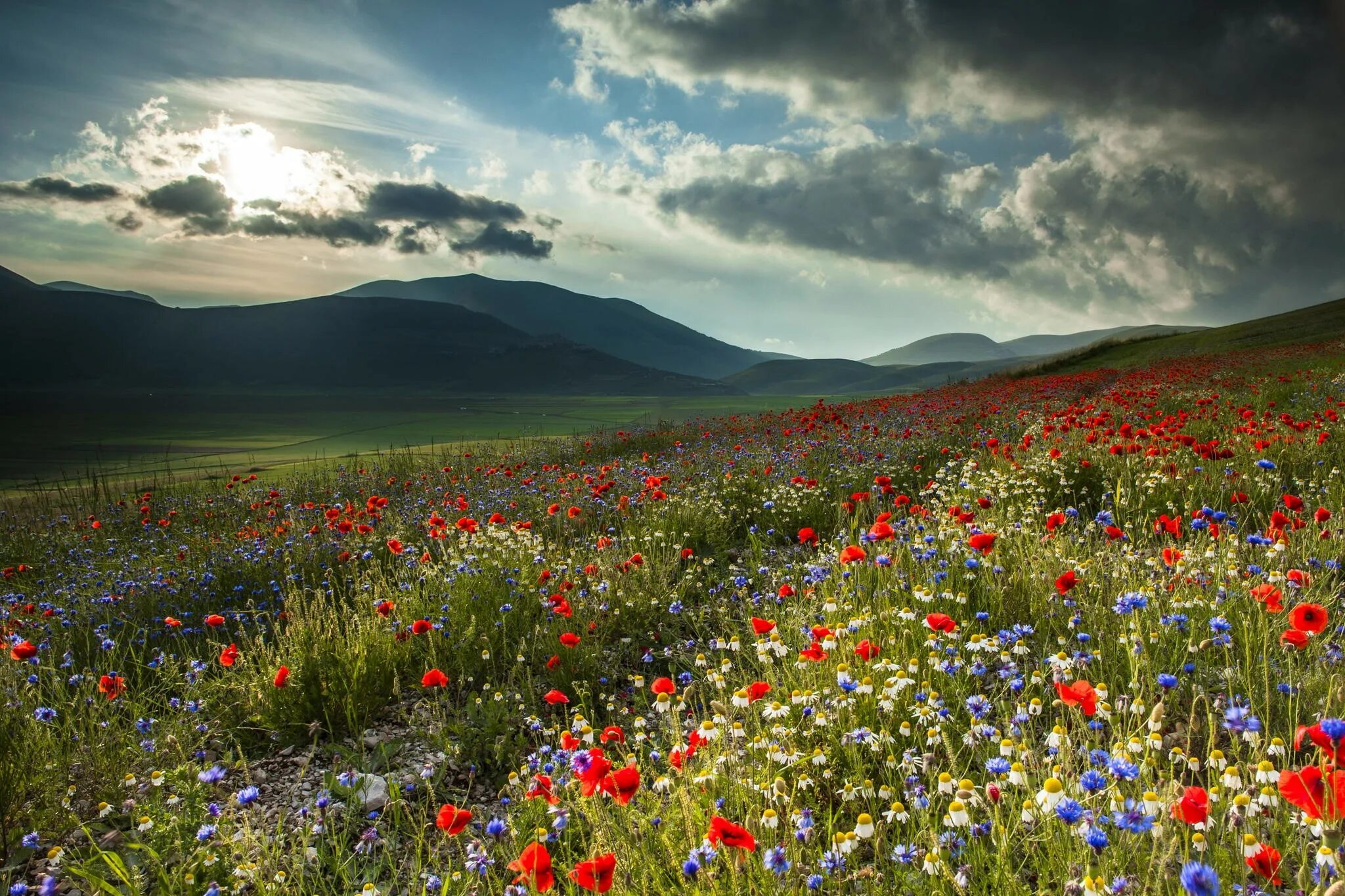 Flower nature. Цветочное поле. Поле цветет. Цветущий луг. Цветущие поля.