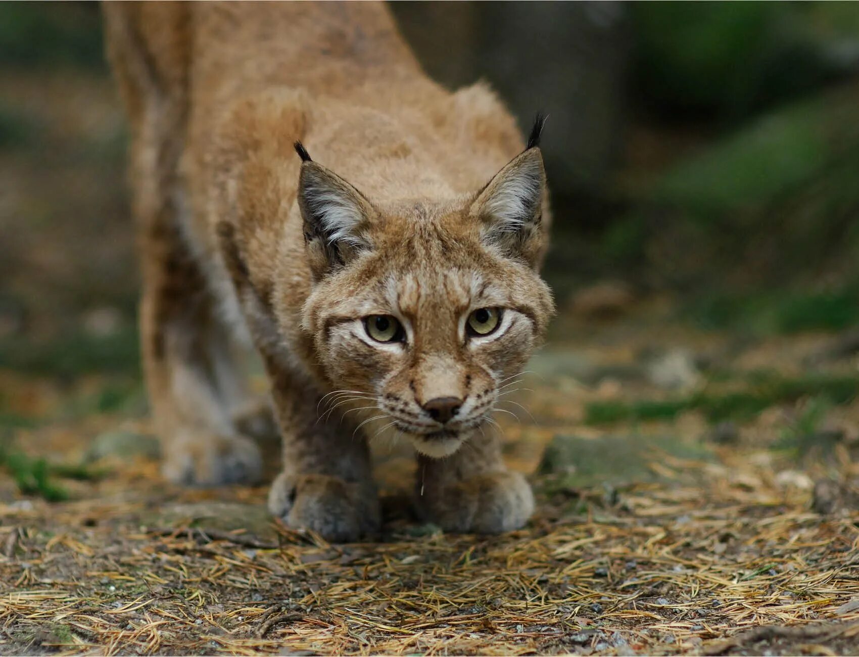 Пещерная Рысь Lynx issiodorensis. Беловежская пуща Рысь. Болотная Рысь Хаус. Рысь морда. Рысь указывает на