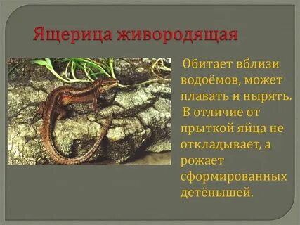 Место обитания ящериц