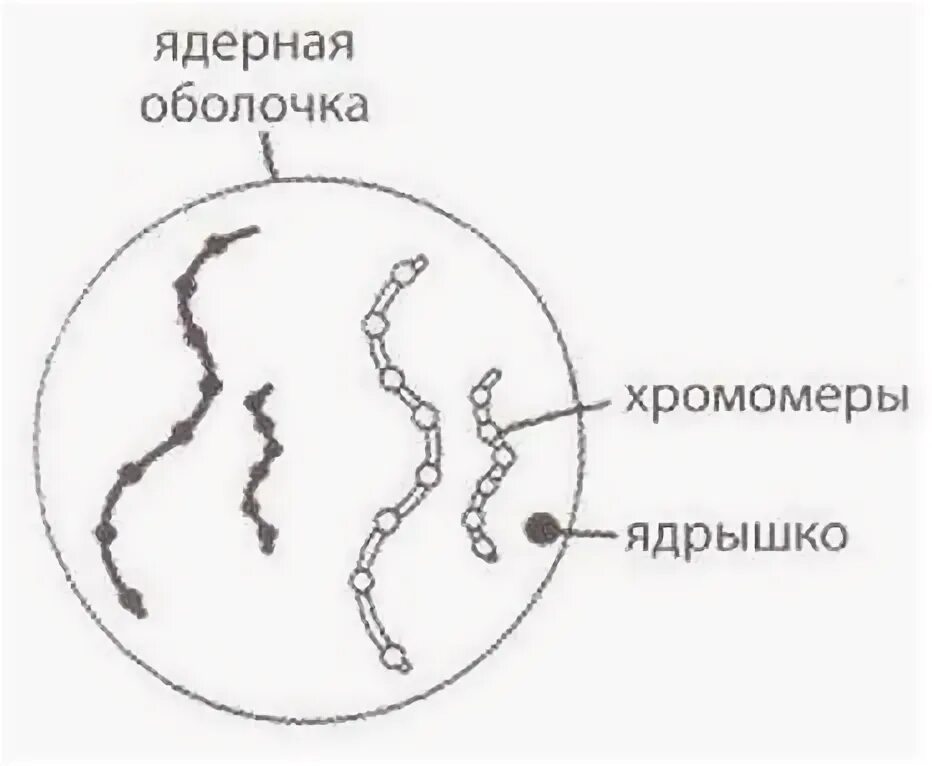 Спирализация белка