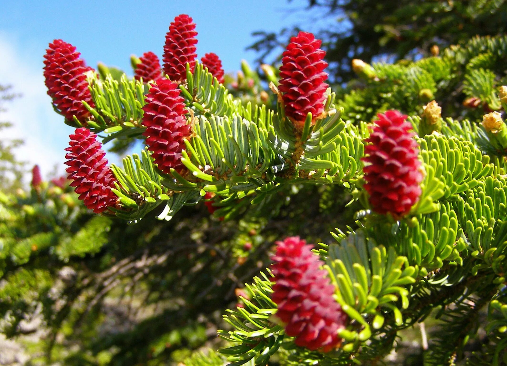 Есть ли у хвойных. Ель Аянская шишки. Ель Аянская (Picea jezoensis). Пихта Аянская. Ель Аянская голубая.