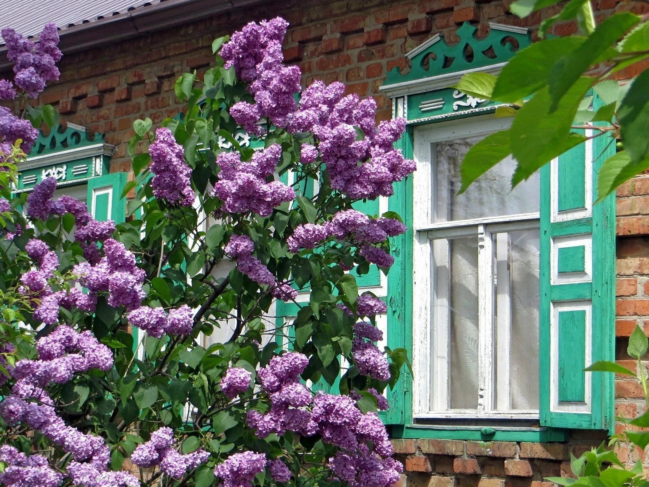 Сирень в деревне. Сирень красная Москва. Сирень Жюль Симон. Сирень Кавур. Сирень Престон роялти.