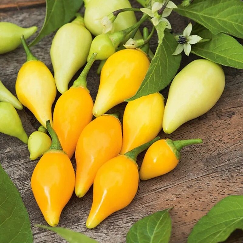 Yellow click