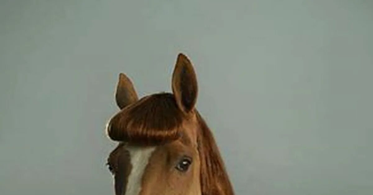 Обидишь коня. Обиженные лошади. Рапунцель конь максимус. Обидишь коня. Нехорошо обижать лошадей.