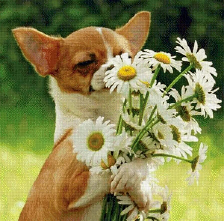 Цветы и животные. Собака с цветами. С первым днем лета. Красивые картинки для настроения. Отличного а самое главное