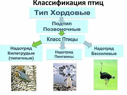 Приведите три примера птиц