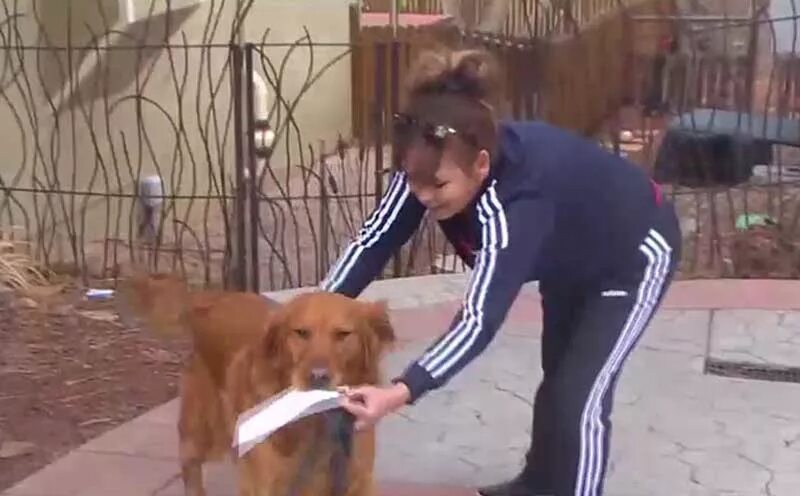 Собака санни. Собака санни