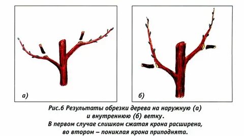 Когда обрезать ветки