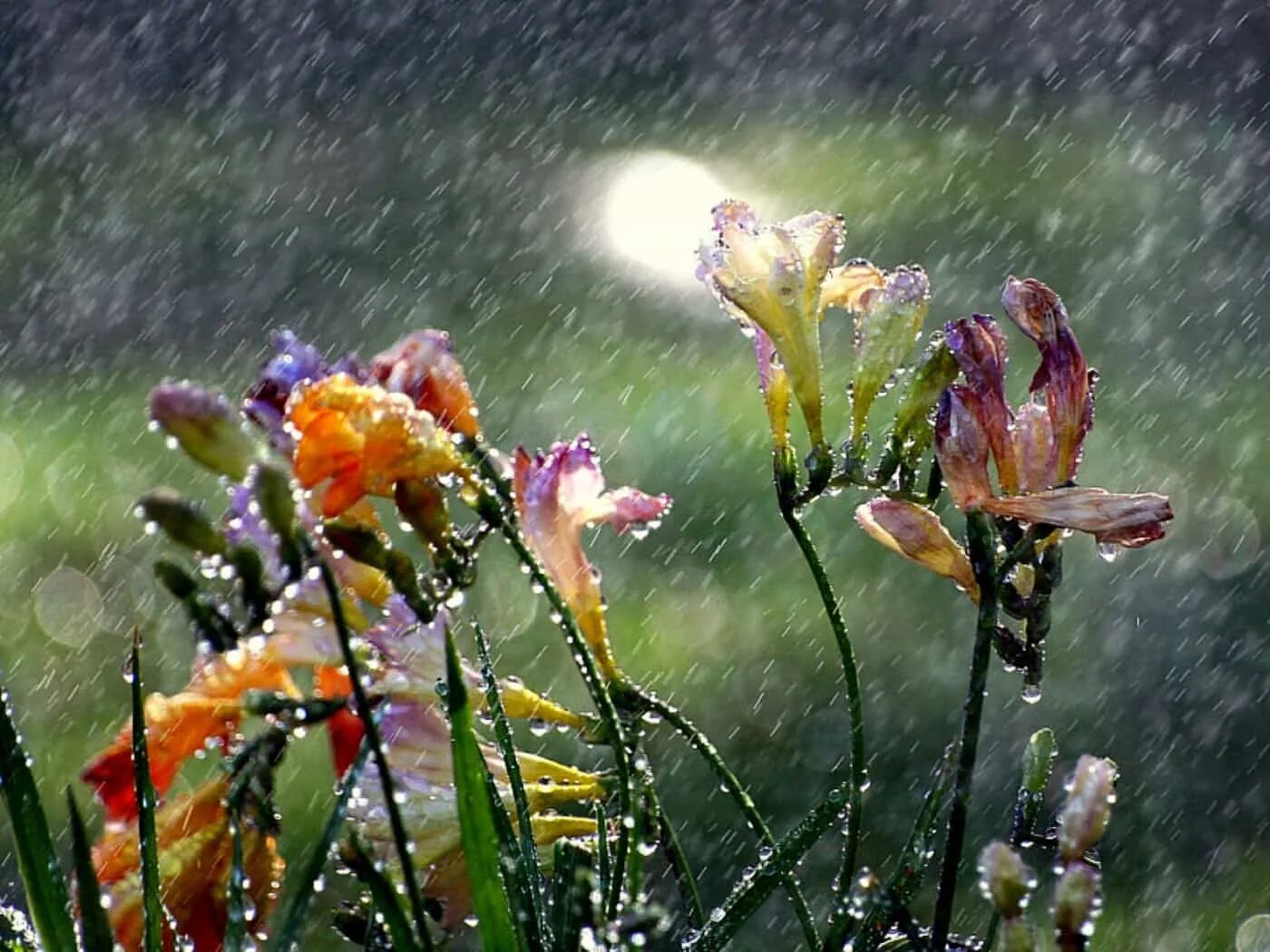 Красивый дождь. Дождливое лето. Цветы дождя.