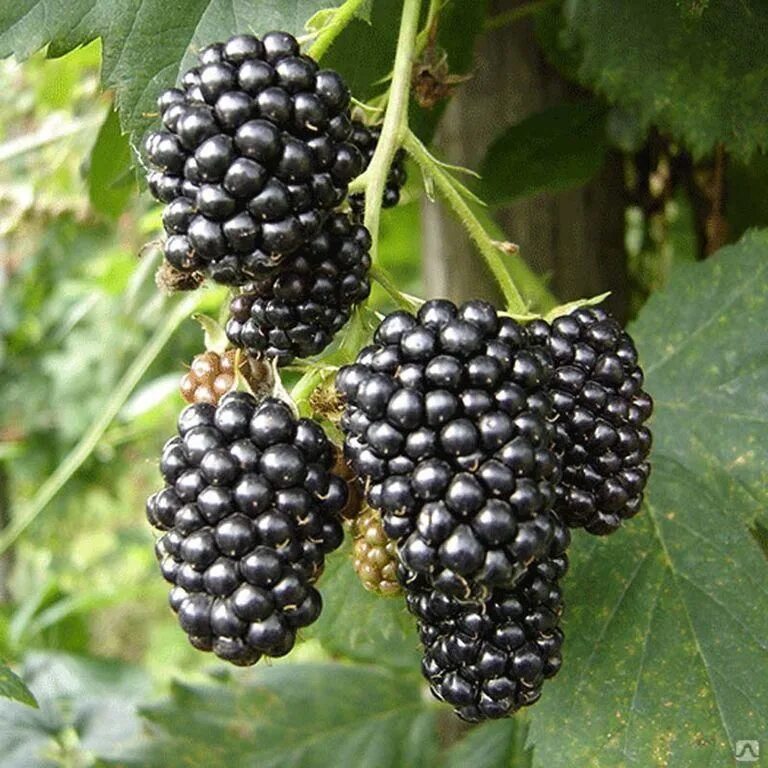 Ежевика бесшипная brzezina (бжезина). Ежевика чачанска бестрна. Ежевика лох несс. Ежевика чачанска бестрна. Ежевика чачанска.