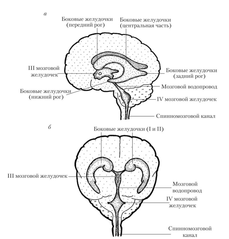 Желудочки среднего мозга. Схема полостей головного мозга. Схема расположения желудочков мозга. Желудочки головного мозга человека схема. Боковые желудочки мозга строение анатомия.