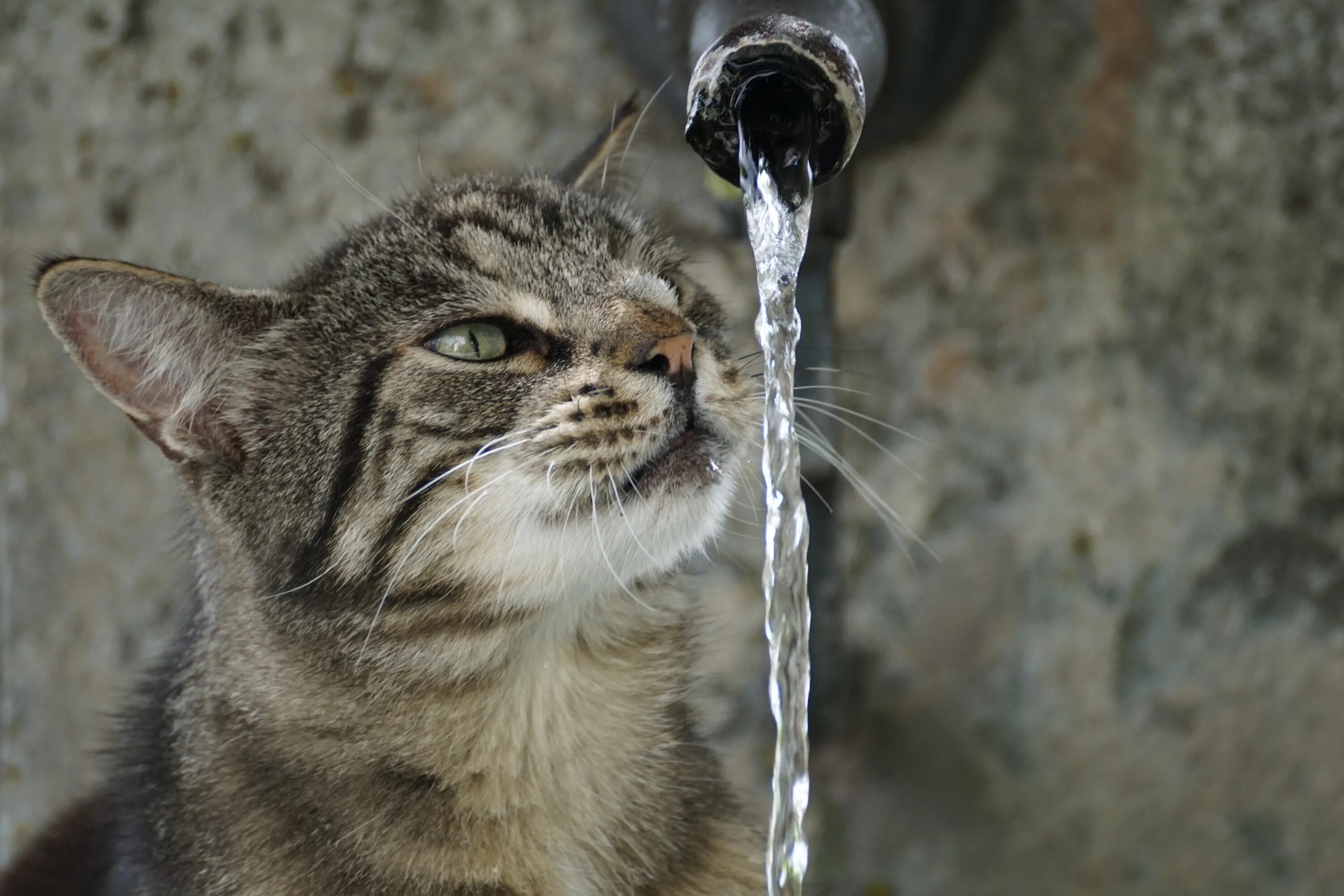 Кот в воде. Кот боится воды. Кот пьет. Котик пьет воду.