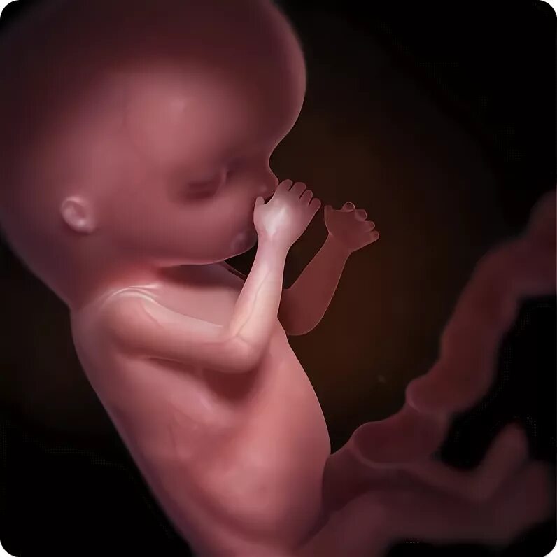 14 недель фото плода Woman Writes 'Heartbreaking' Open Letter To Unborn Baby Just Before Getting Abor