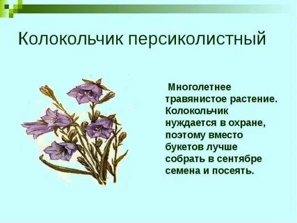 Систематика колокольчика
