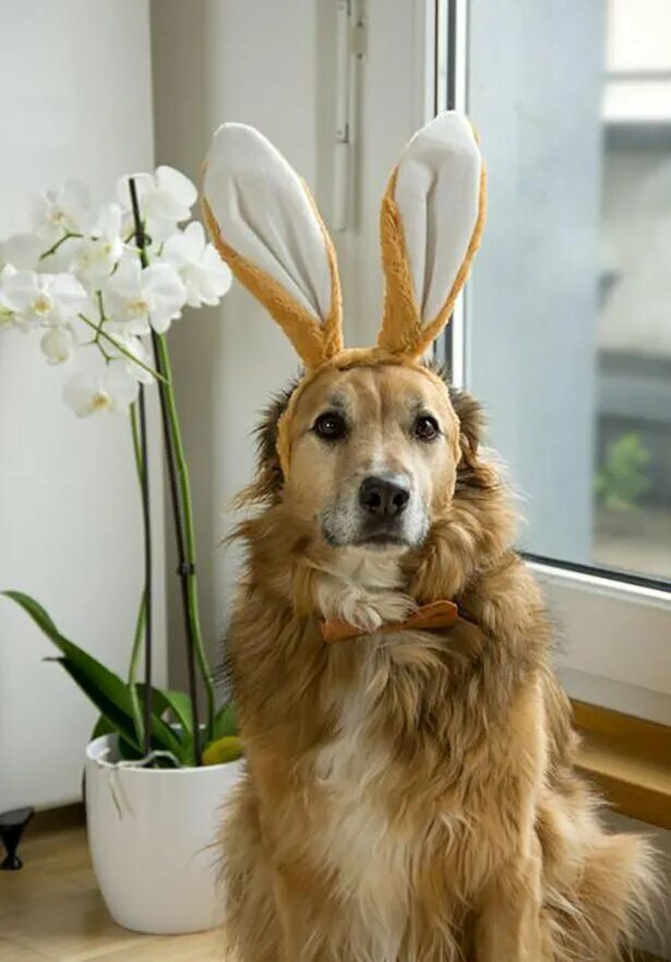 Собаки. Таки животных. Таки животных. Дружба животных. Таки животных.