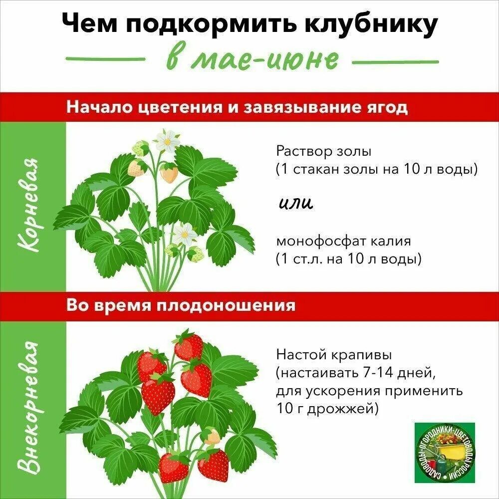 Можно ли подкормить клубнику весной аммиачной селитрой. Схема подкормки земляники садовой. Подкормка клубники таблица. Схема подкормки клубники в открытом грунте. Схема удобрения клубники весной.