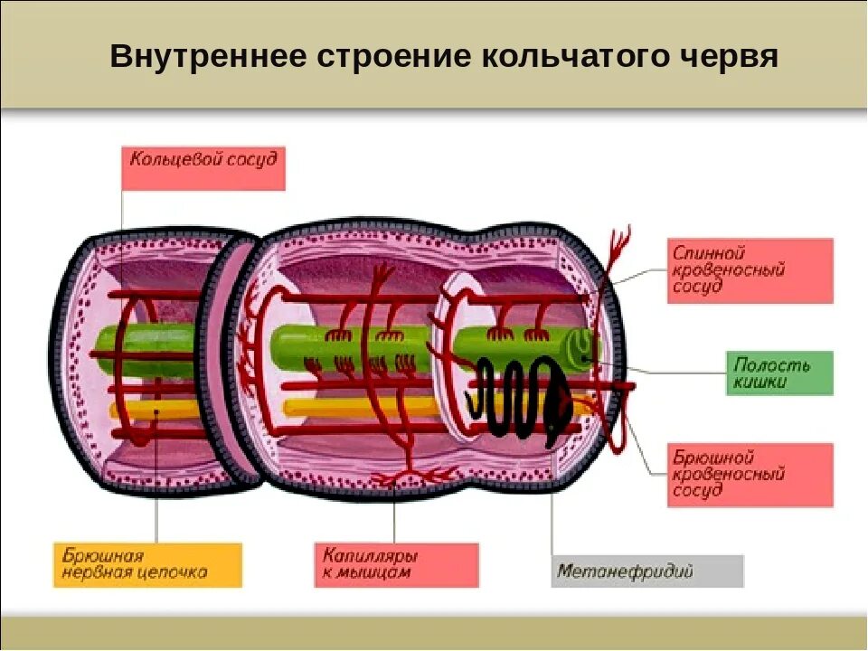 Кольцевые черви полость тела. Тип кольчатые черви строение. Малощетинковые черви строение ЕГЭ. Схема строения кольчатого червя. Кольчатые черви строение систем.