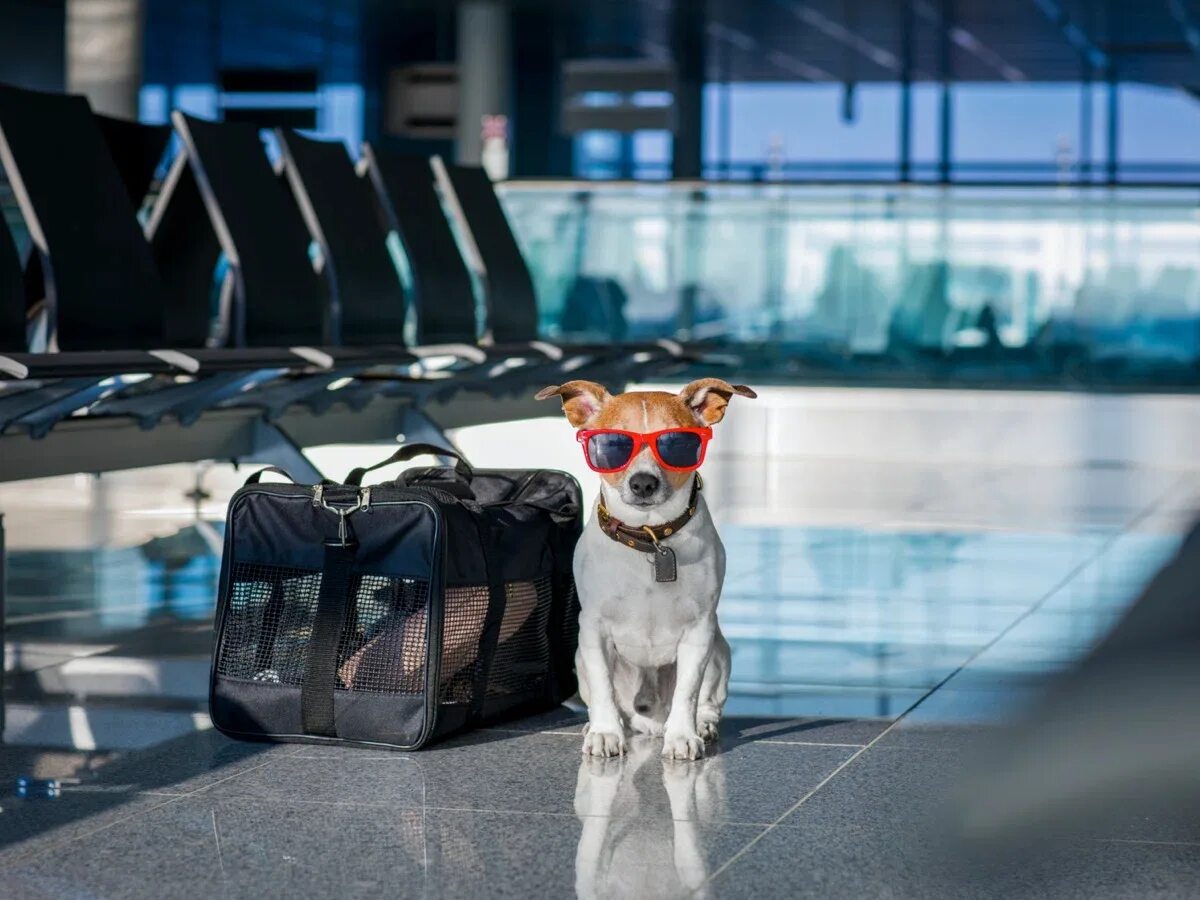 Собака в аэропорту. Животные в аэропорту. Джек Рассел в аэропорту. Собака в самолете. Выезд собаки за границу