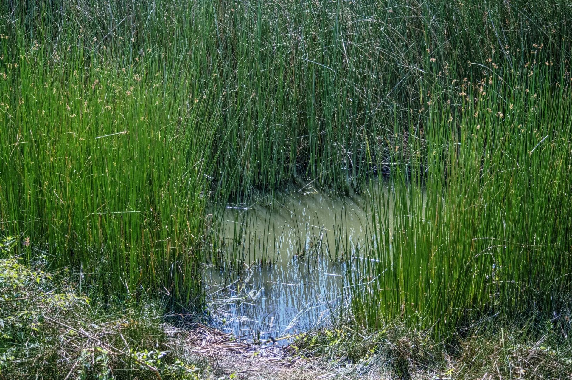 Похожа на болотную. Хвощ болотный. Болотистый хвощ. Хвощ топяной. Хвощ болотный Equisetum palustre.