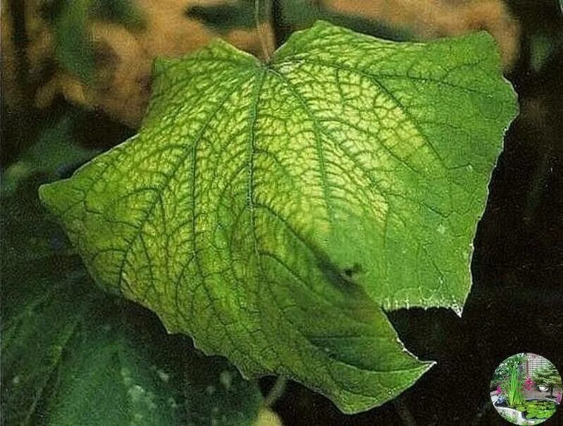 Нехватка микроэлементов у растений огурцов. Хлороз спиреи японской. Нехватка микроэлементов фото. Нехватка микроэлементов фото. Нехватка микроэлементов фото.