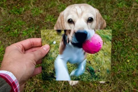 Dog years