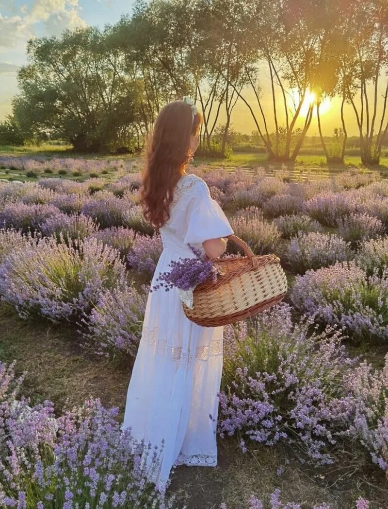 лавандовая ферма село кочетовка. лавандовая ферма воронеж. лавандовое поле в кочетовке. лаванда лентами. село тургеневка крым лавандовые поля.