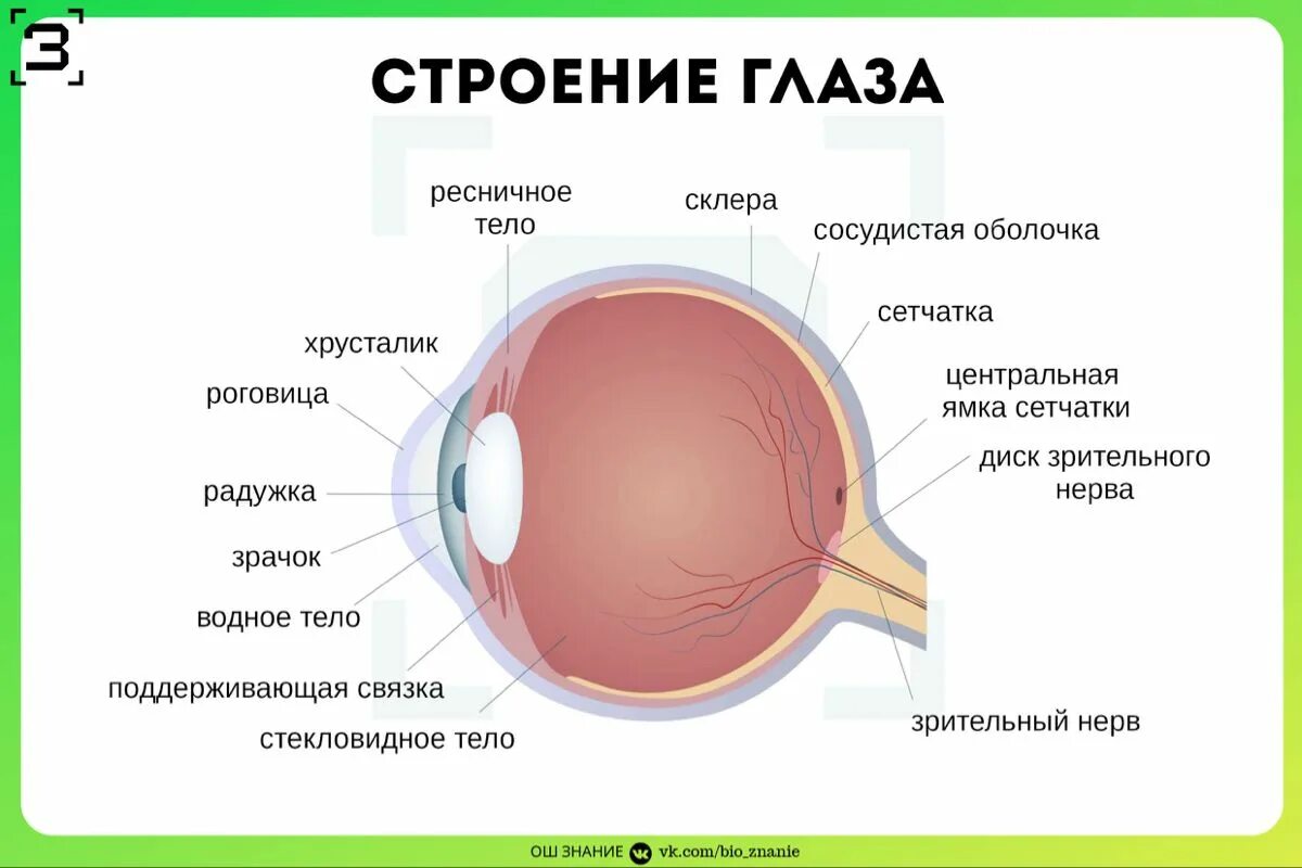 Структура глаза. Строение глаза. Анатомия глаза человека. Строение глаза человека схема. Склера сетчатка слепое