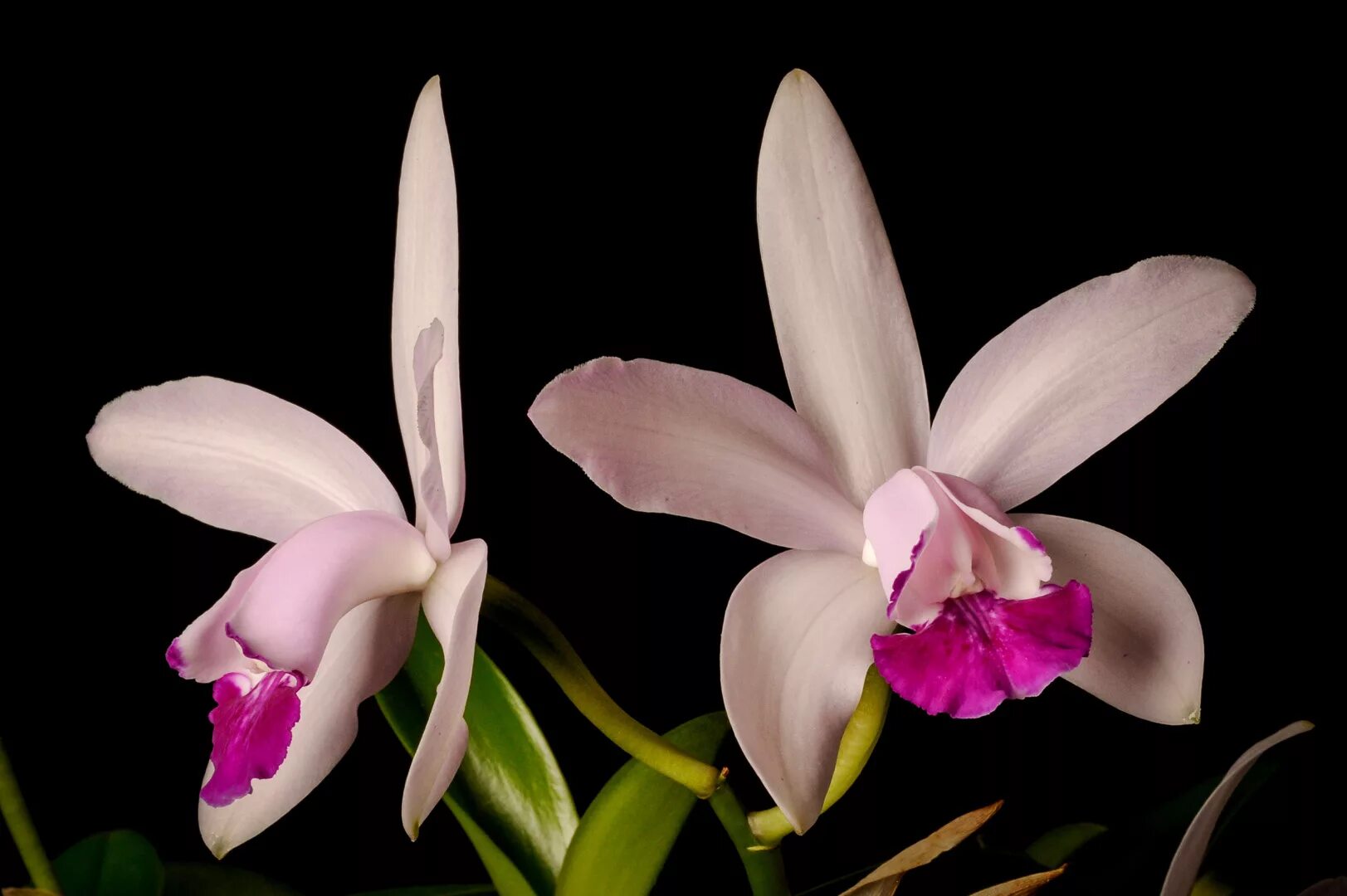 орхидея каталина. коломбиана цветок. коломбиана. коломбиана какой цветок был. колумбийская орхидея каттлея.