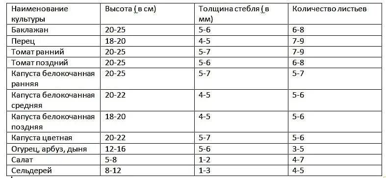 Какую температуру выдерживает рассада огурцов в теплице