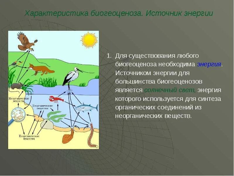 Природное жизненное пространство занимаемое