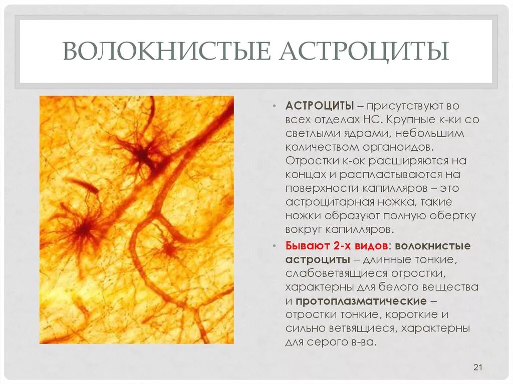 Астроцит клиника. Плазматические астроциты строение. Астроцитарная глия гистология. Протоплазматический астроцит функции. Волокнистые астроциты функции.