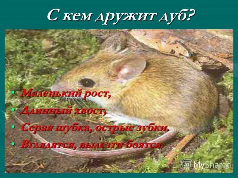 с кем дружит дуб