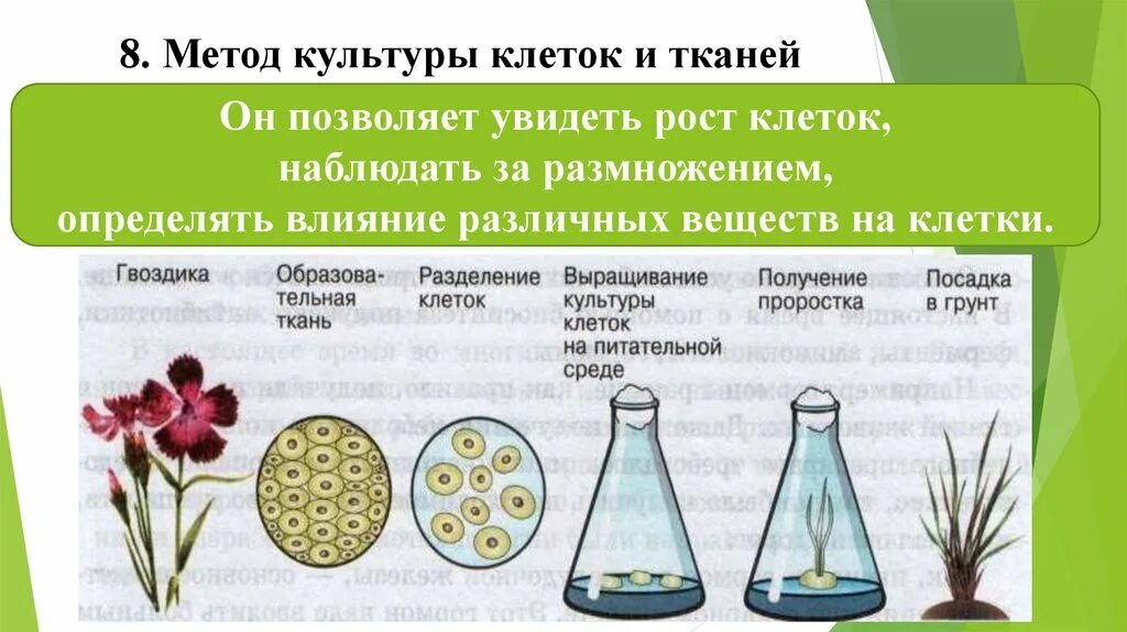 Обработка клеточной массы гормонами высаживание изолированных. Метод культуры клеток и тканей. Метод культуры клеток и тканей в биологии. Метод культуры тканей и культивирование. Методы культивирования клеток.