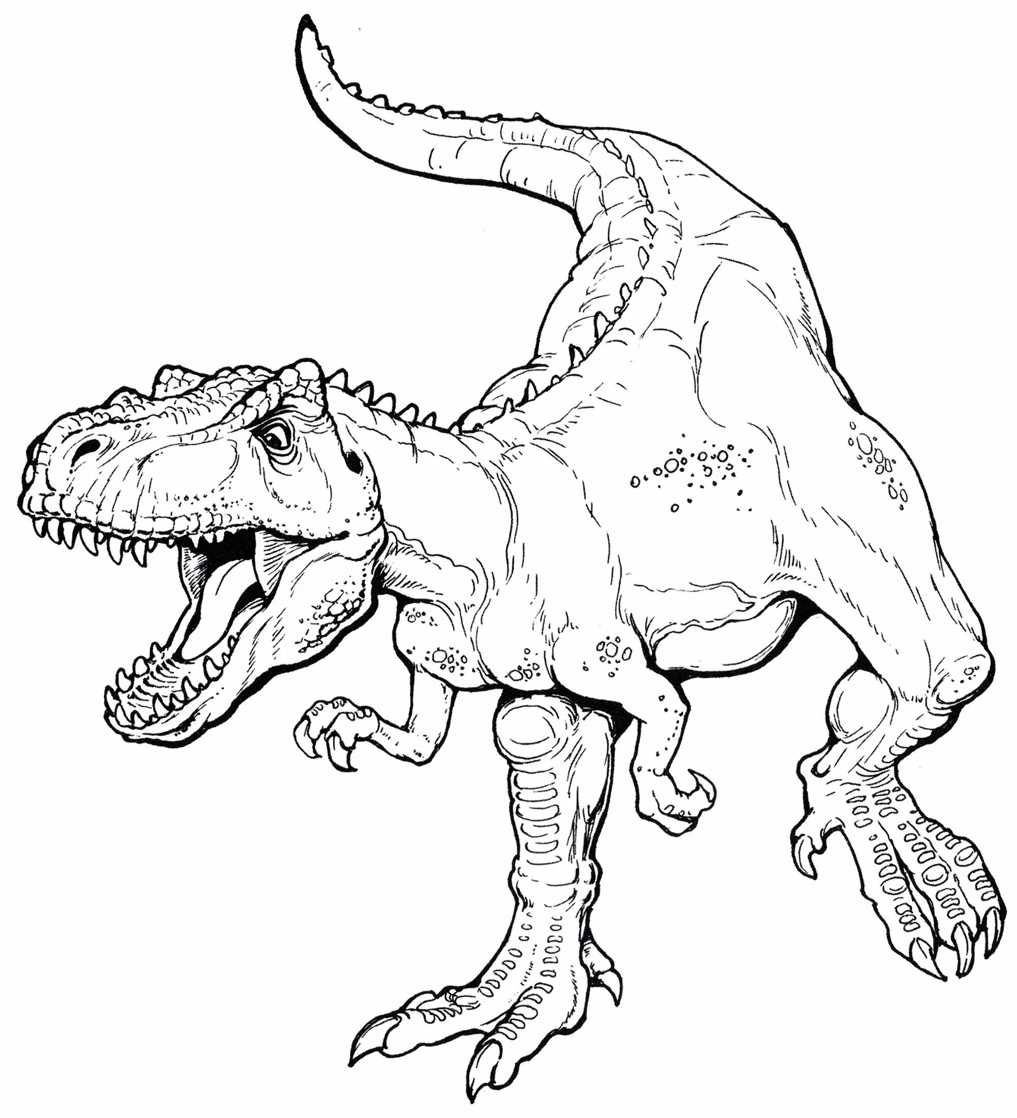 Раскраски динозавры а4. Тарбозавр раскраска динозавра. Раскраска Тарбозавр Тираннозавр. Раскраска динозавры хищники Тиранозавр. Барионикс динозавр раскраска.